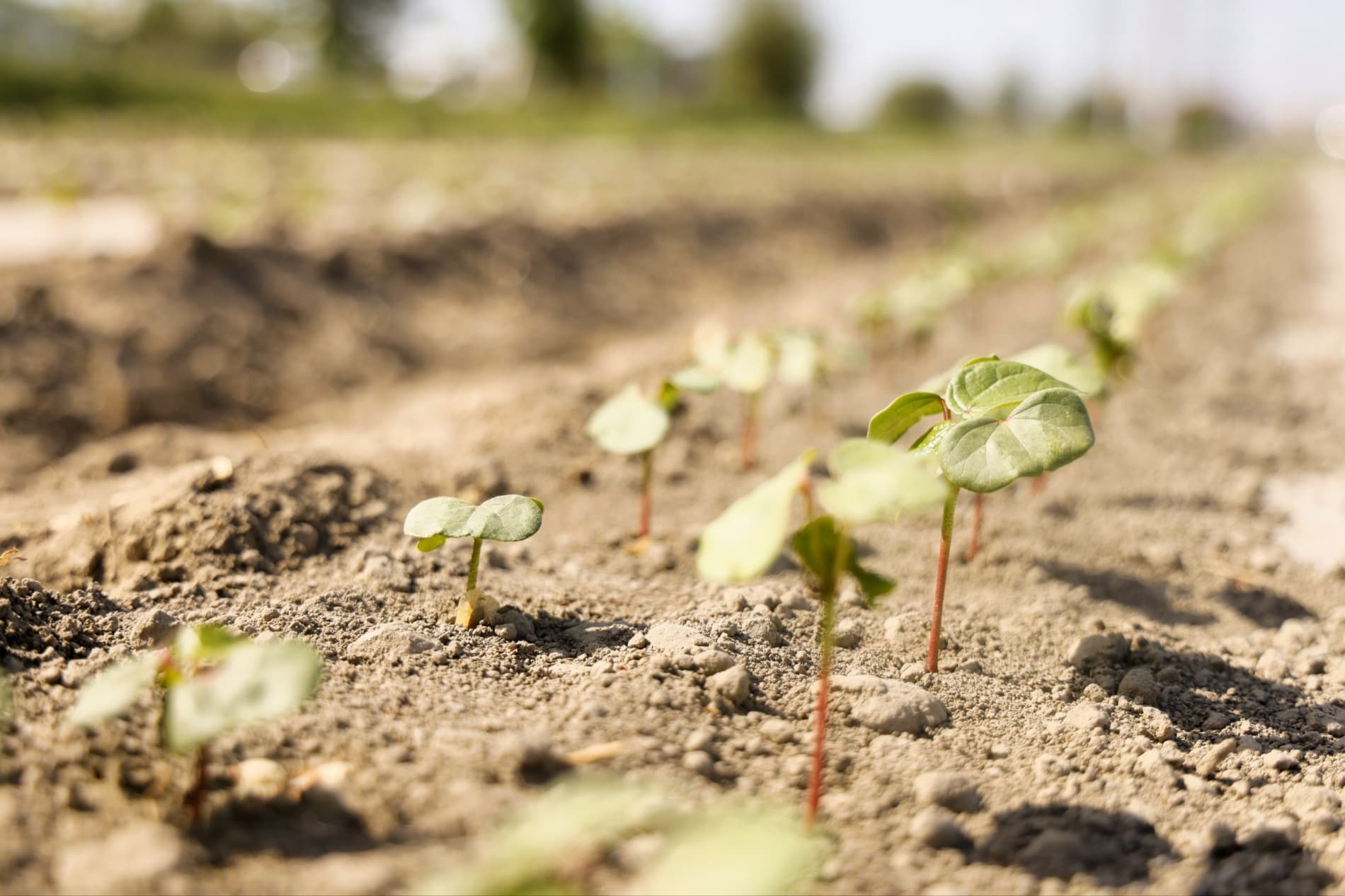 Xorijiy navlarni parvarishlashda xo'rak maydonlari tashkil etish birlamchi ahamiyat kasb etadi