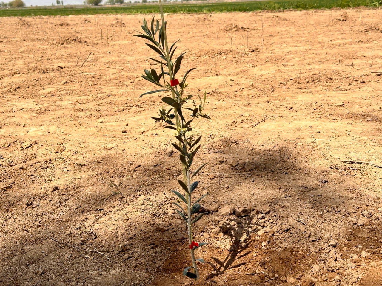 Zaytun yetishtirishda Gruziya bilan hamkorlik yo‘lga qo‘yildi