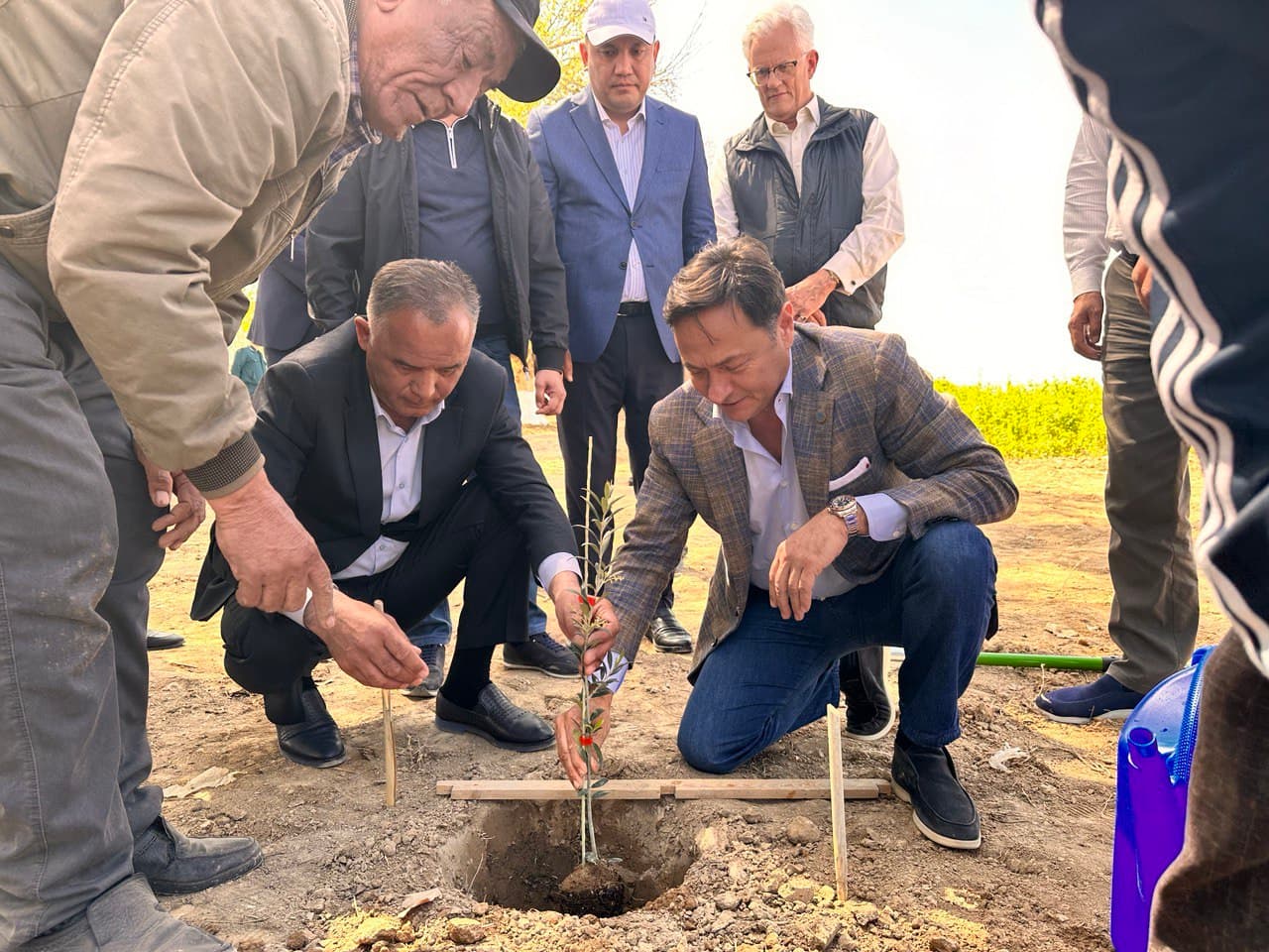 Zaytun yetishtirishda Gruziya bilan hamkorlik yo‘lga qo‘yildi