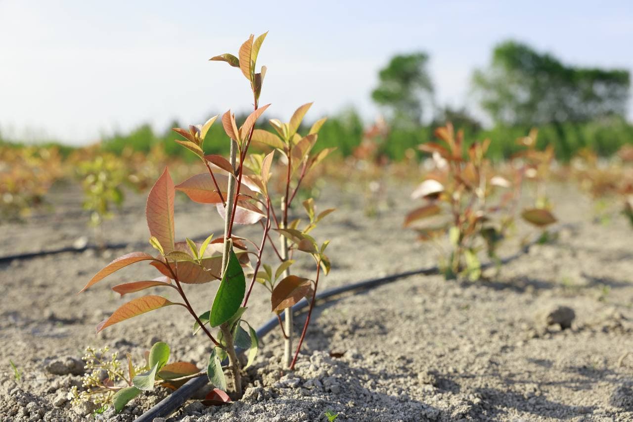 “Green World” – Andijon qishloq xo‘jaligining yangi ufqlari