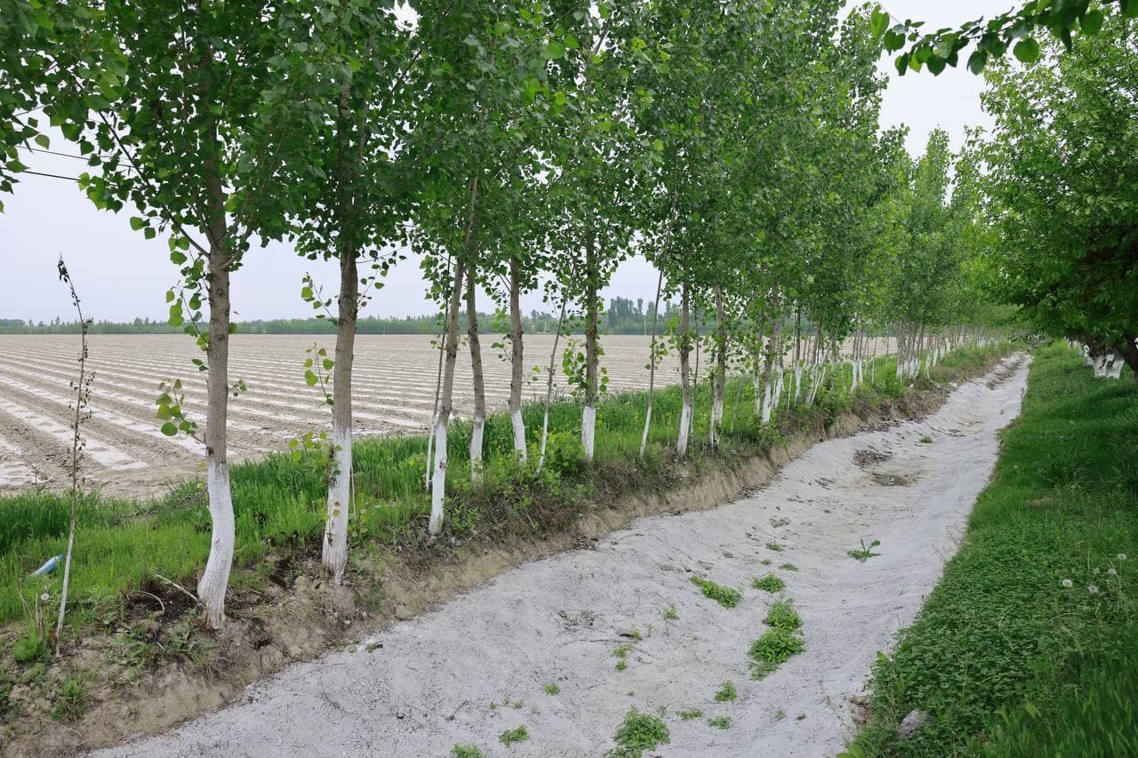 Namangandagi paxta dalalari: xatolikdan saboqli tajriba sari