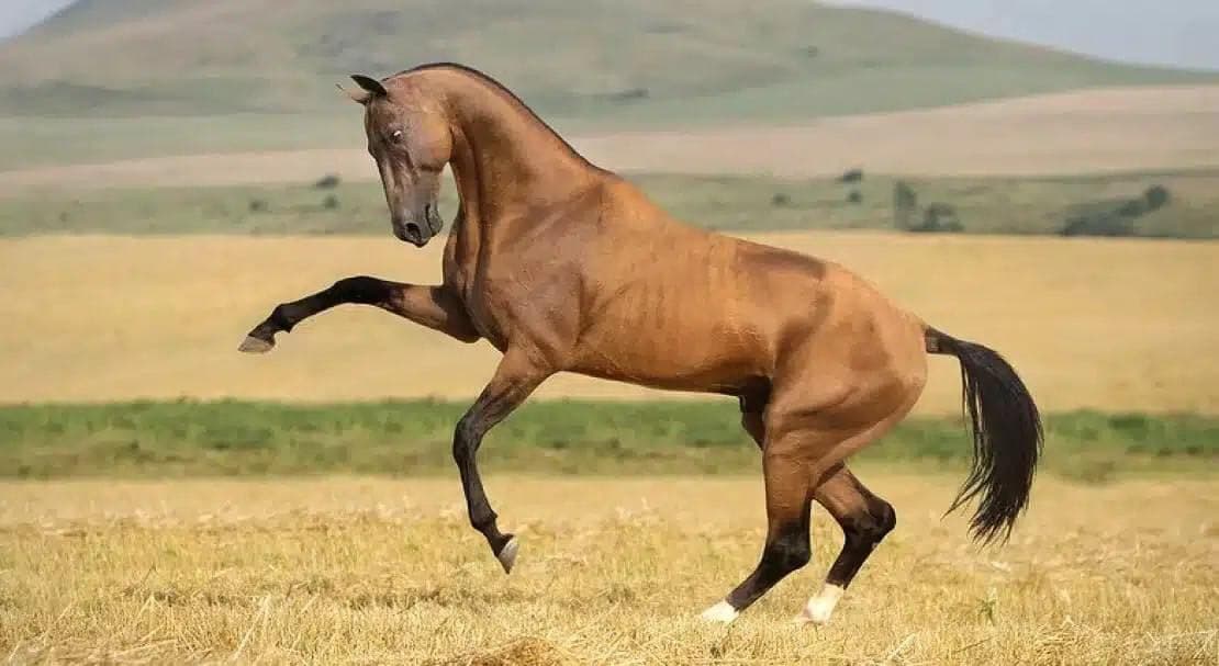 Ахалтекинская порода лошадей