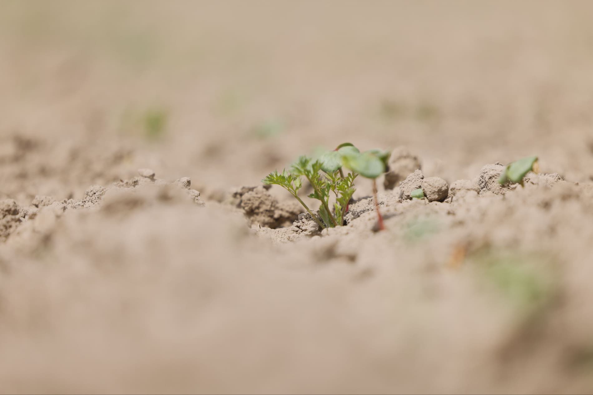 Инновационный подход в хлопководстве: проблемы и решения