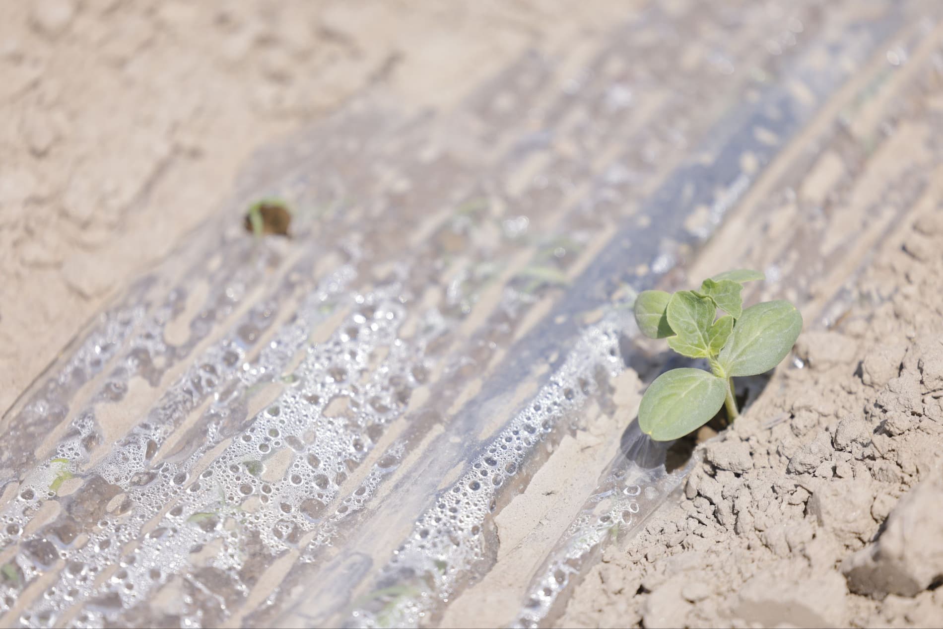 To‘g‘ri yondashuv — hosilni ham, daromadni ham oshiradi