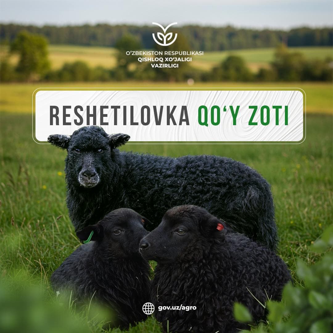 Вы когда-нибудь слышали о породе овец Решетиловка?