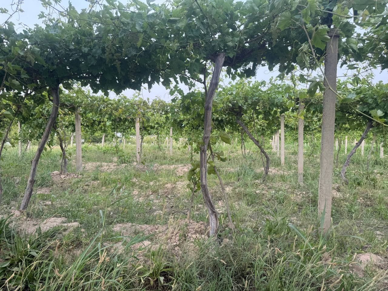 В Афганистане создадут «Сад дружбы» – новый этап аграрного сотрудничества между двумя странами