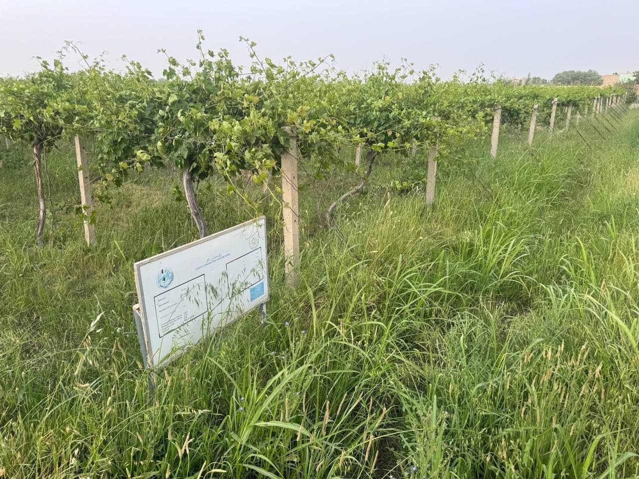 В Афганистане создадут «Сад дружбы» – новый этап аграрного сотрудничества между двумя странами