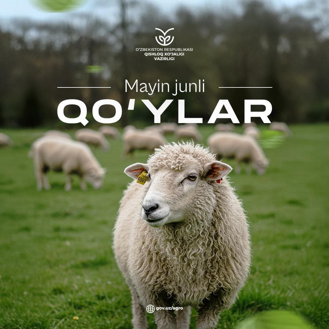 Тонкорунные овцы