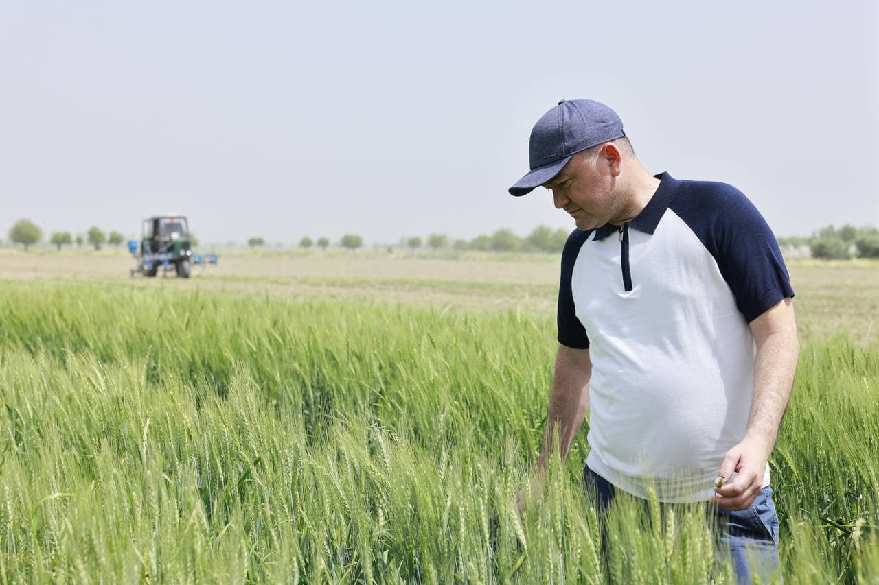 Yangi navlarni dehqonlarning dalalarida sinovdan o‘tkazish tizimi yo‘lga qo‘yiladi