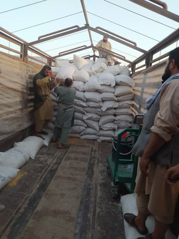 Yerga hayot, dehqonga umid: O‘zbekistondan Afg‘onistonga sara urug‘lar yetkazib berildi