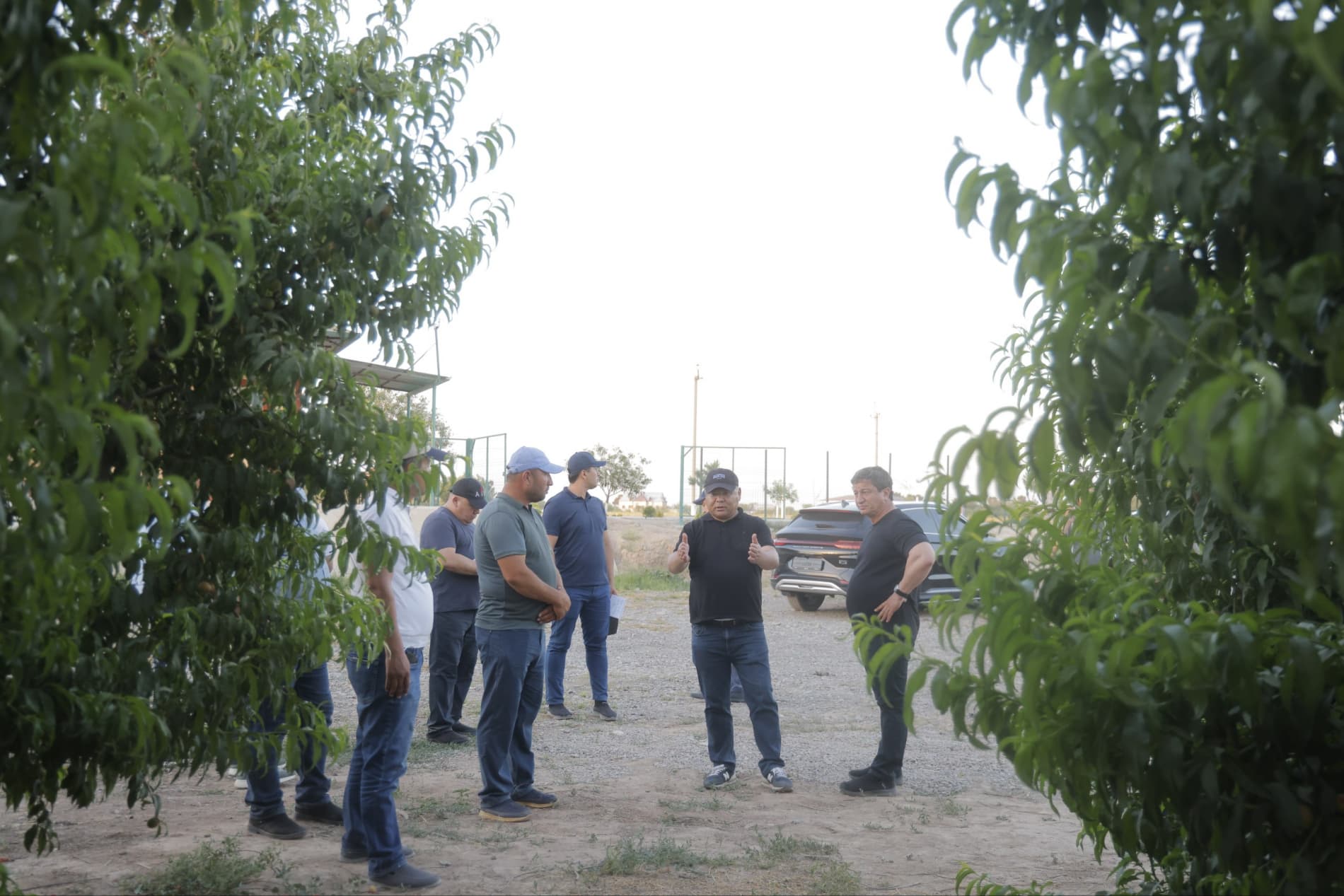 Har gektardan 5 tonna shaftoli: Surxondaryoda innovatsion bog’dorchilikning yangi davri