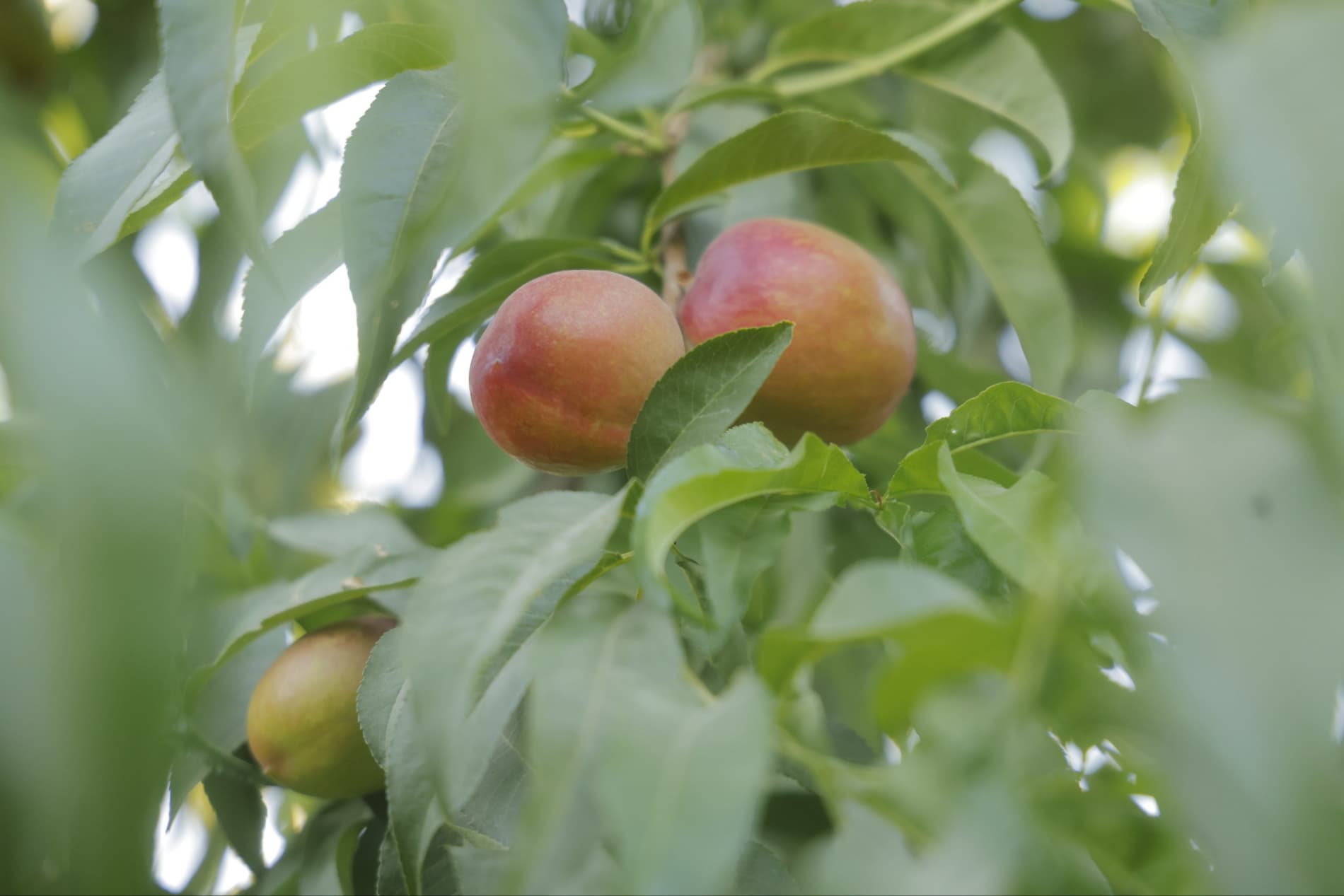 Har gektardan 5 tonna shaftoli: Surxondaryoda innovatsion bog’dorchilikning yangi davri