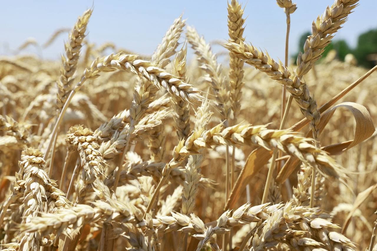 Hosildorlik poydevori – fermer fidoyiligi va ilm yutug‘ida