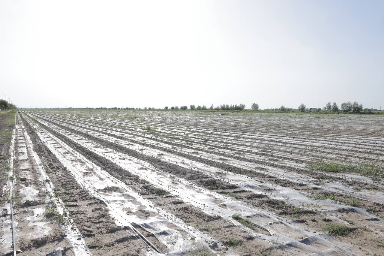 Выращивание иностранных сортов требует правильного и системного подхода