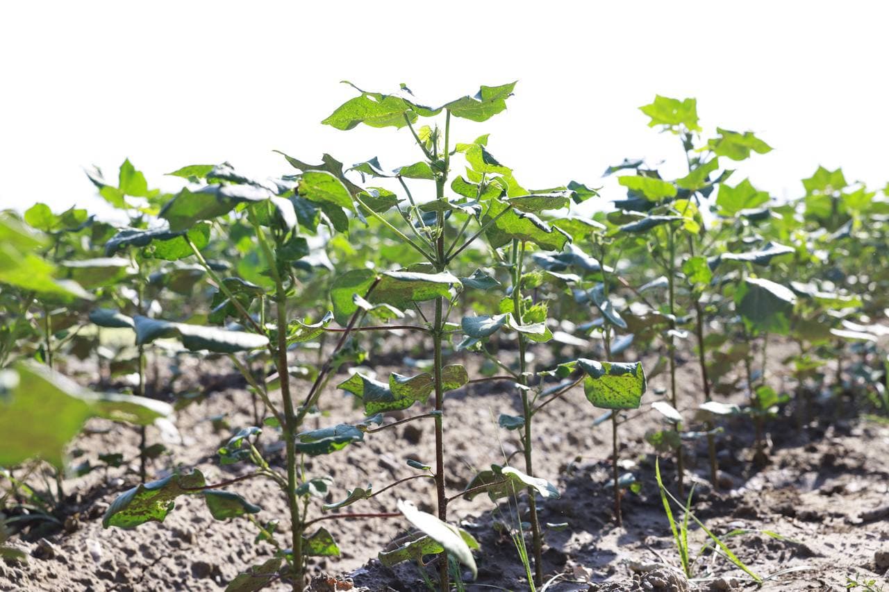 Гарантия урожайности — в гармонии науки, знаний и опыта