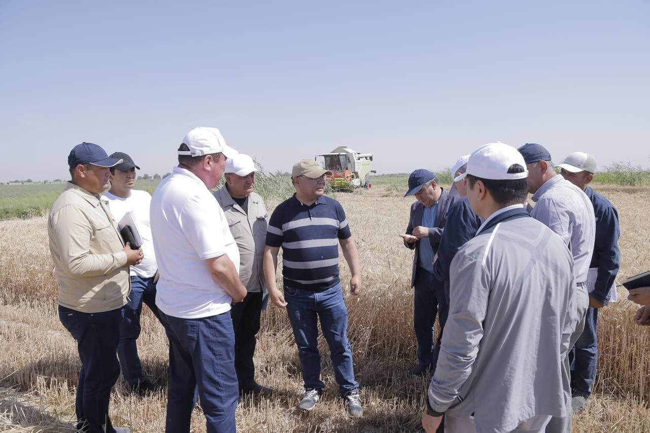 Cho‘l hududidagi bug‘doy maydonidan yuqori hosil kutilmoqda