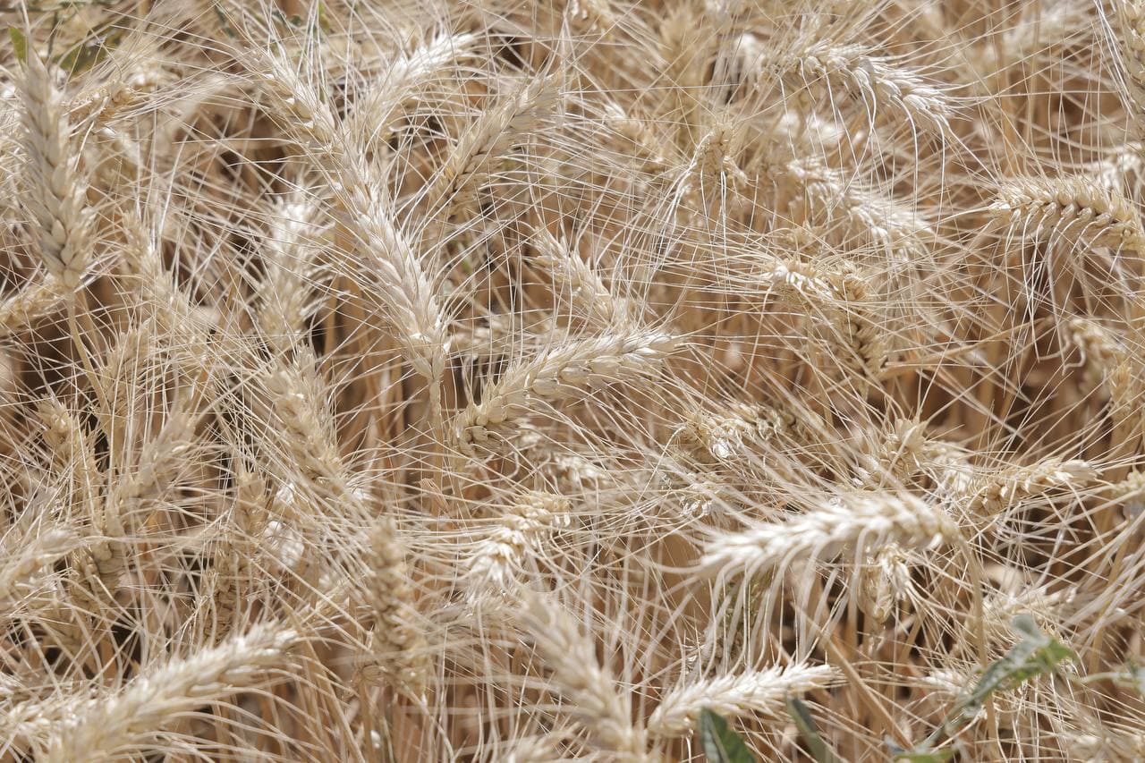 Cho‘l hududidagi bug‘doy maydonidan yuqori hosil kutilmoqda