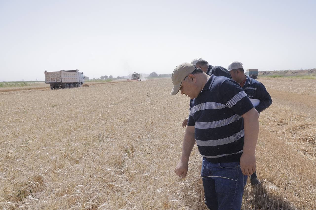 Cho‘l hududidagi bug‘doy maydonidan yuqori hosil kutilmoqda