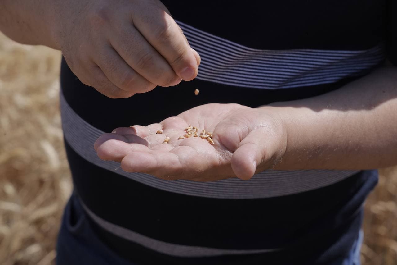 Cho‘l hududidagi bug‘doy maydonidan yuqori hosil kutilmoqda