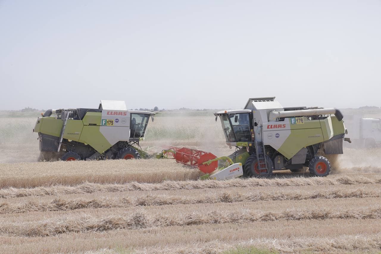 Cho‘l hududidagi bug‘doy maydonidan yuqori hosil kutilmoqda