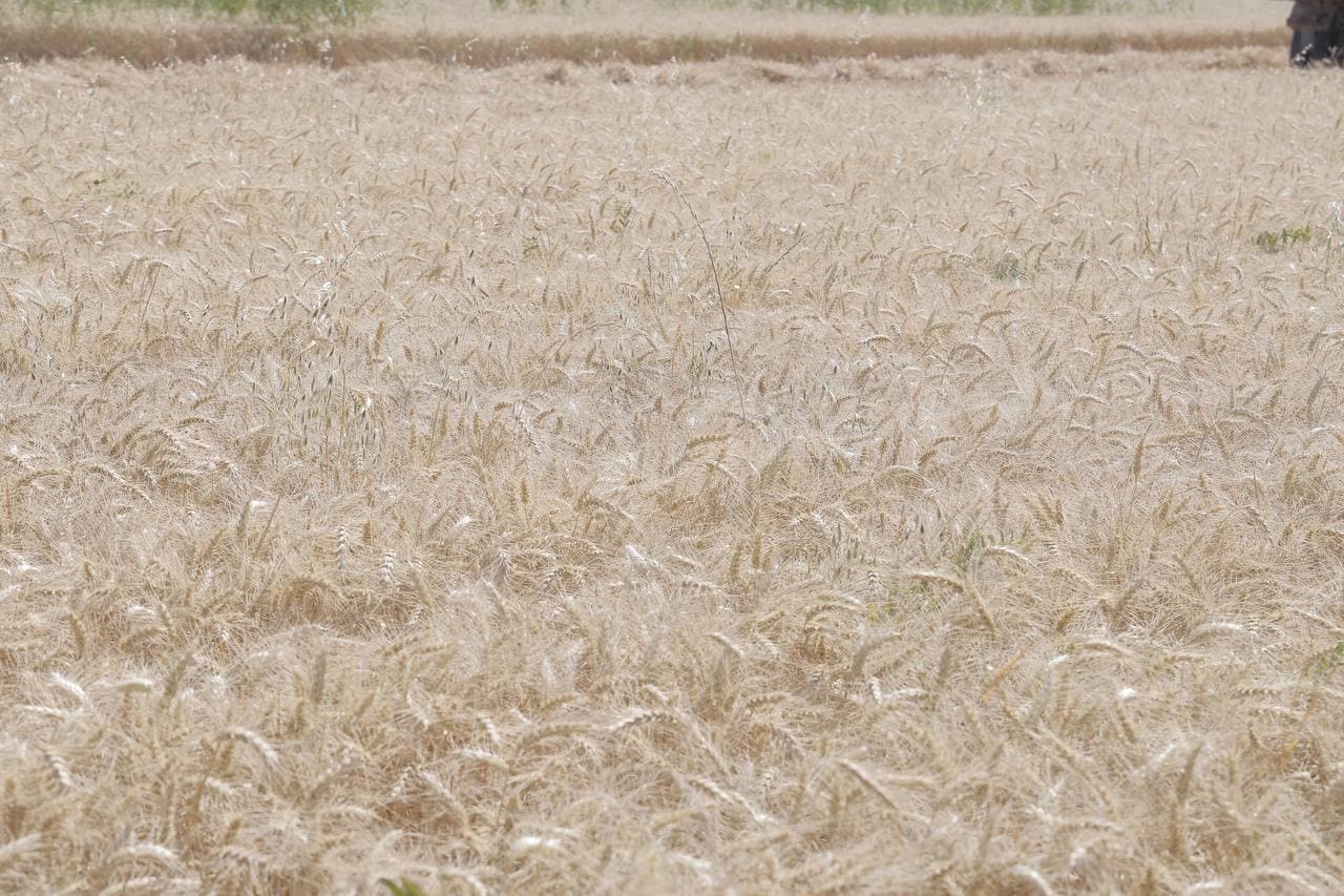 Cho‘l hududidagi bug‘doy maydonidan yuqori hosil kutilmoqda