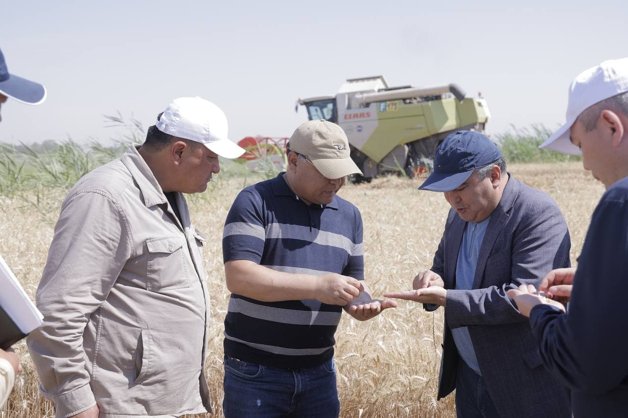 Cho‘l hududidagi bug‘doy maydonidan yuqori hosil kutilmoqda