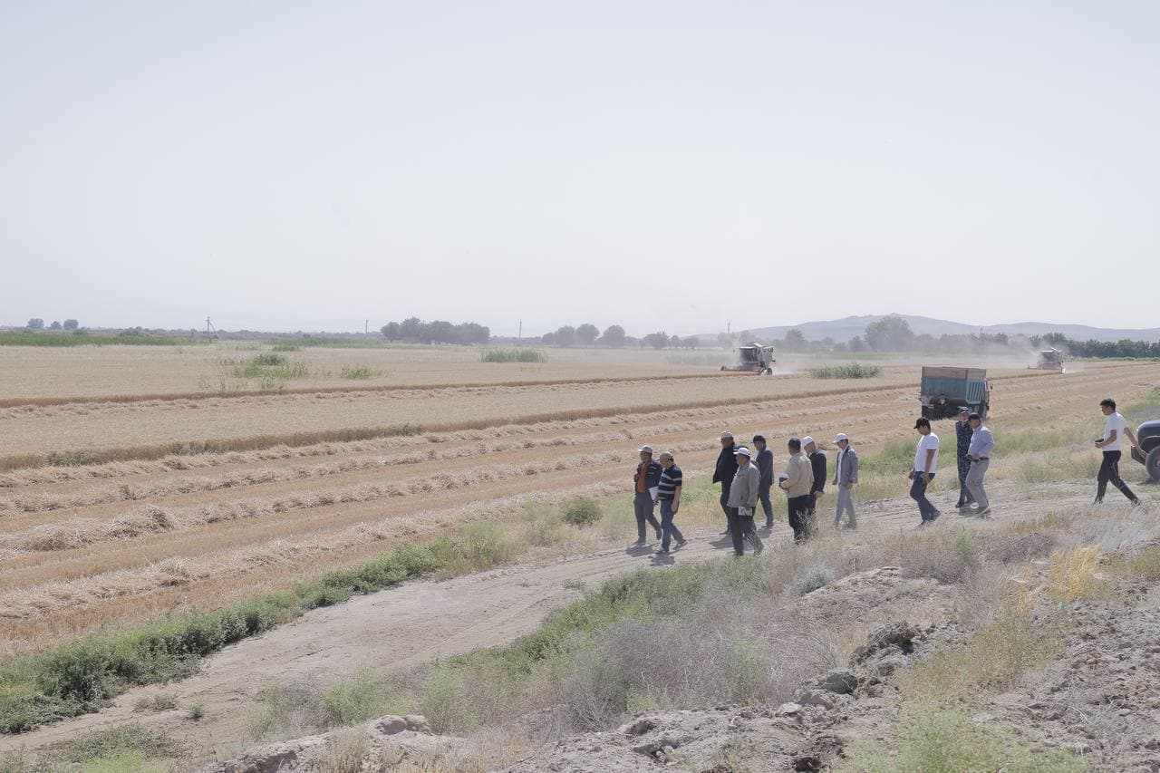 Cho‘l hududidagi bug‘doy maydonidan yuqori hosil kutilmoqda