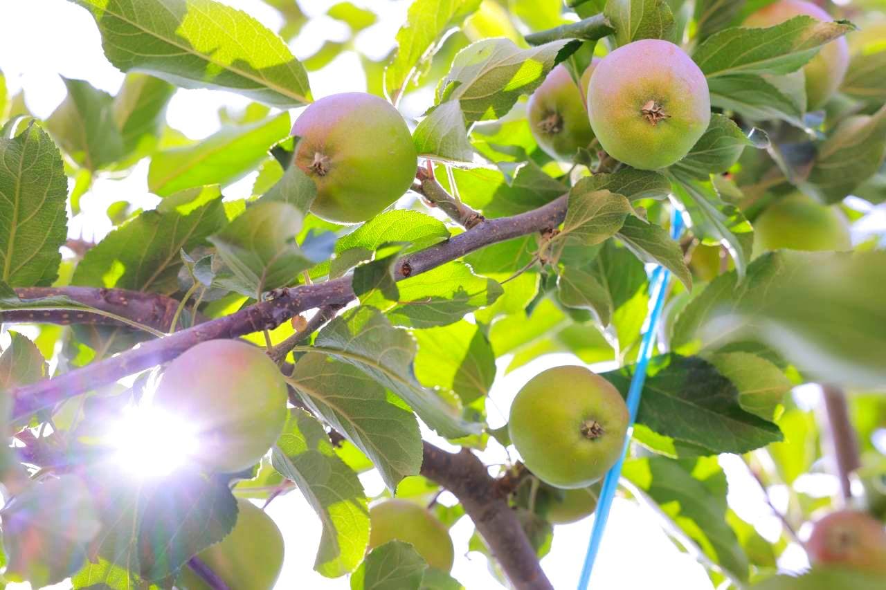 Современный садоводческий проект — подход, нацеленный одновременно на экспорт и внутренний рынок