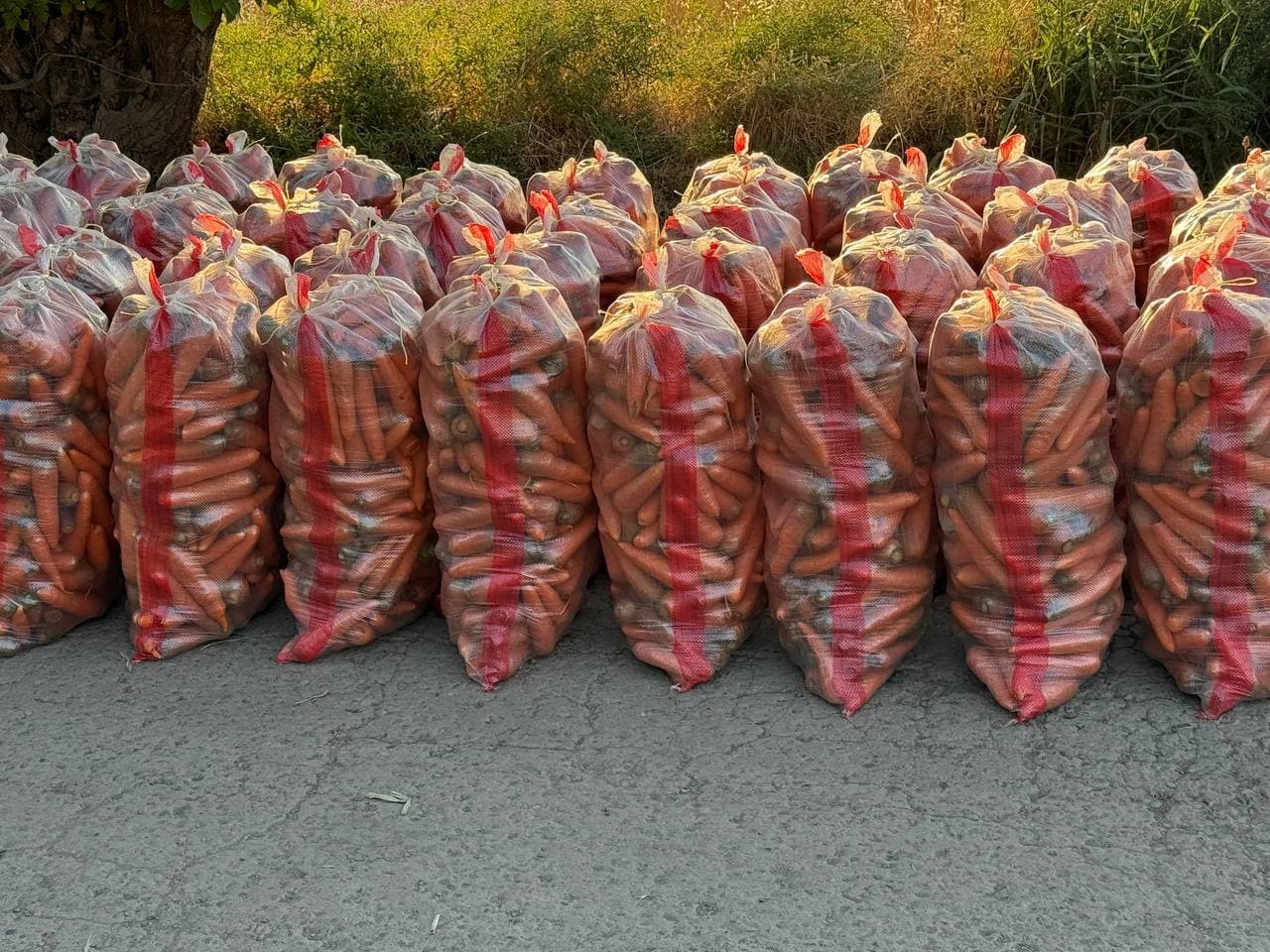 В Ташкентском районе начался сезон экспорта моркови