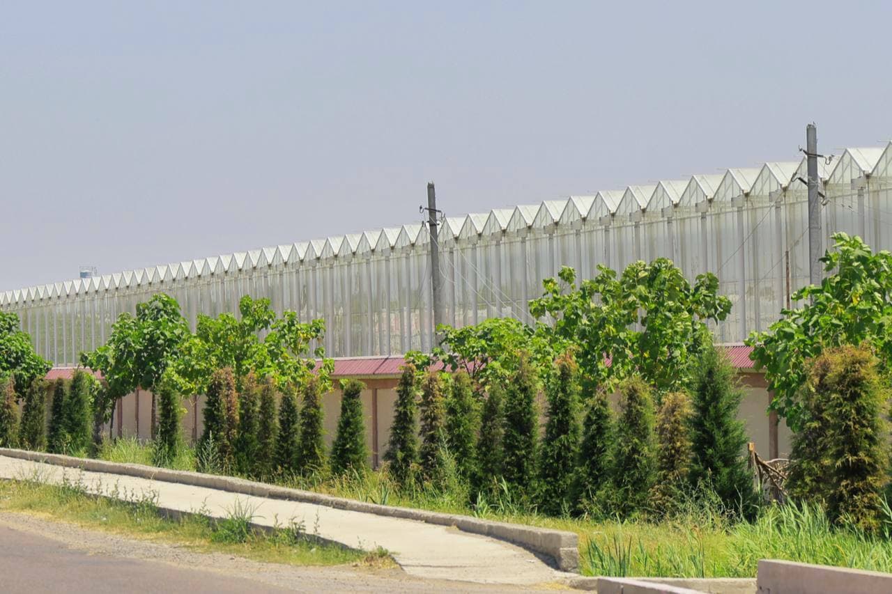 Внедрение современных агротехнологий в Ташкентской области было оценено на месте