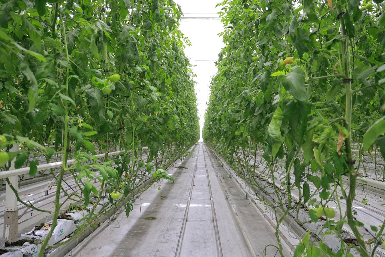 Внедрение современных агротехнологий в Ташкентской области было оценено на месте