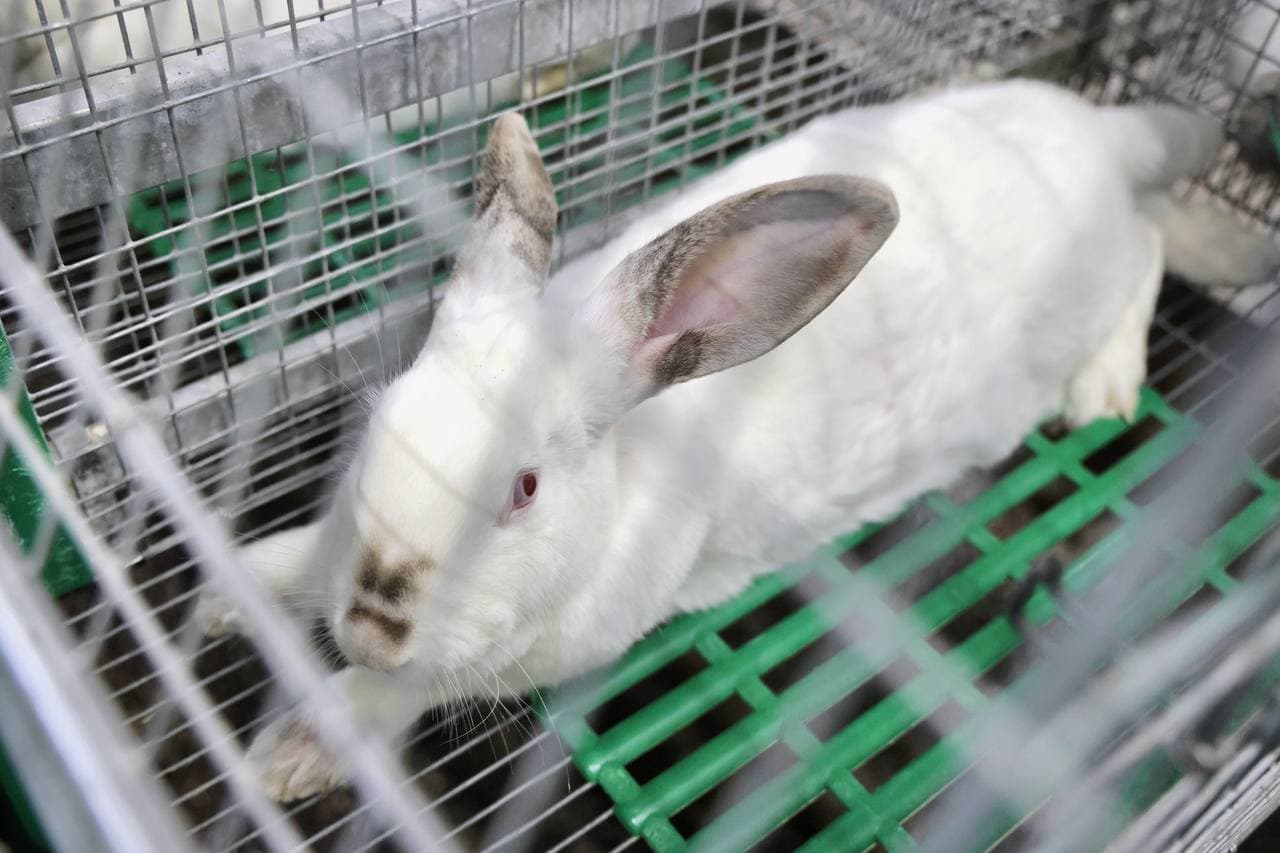 Внедрение современных агротехнологий в Ташкентской области было оценено на месте