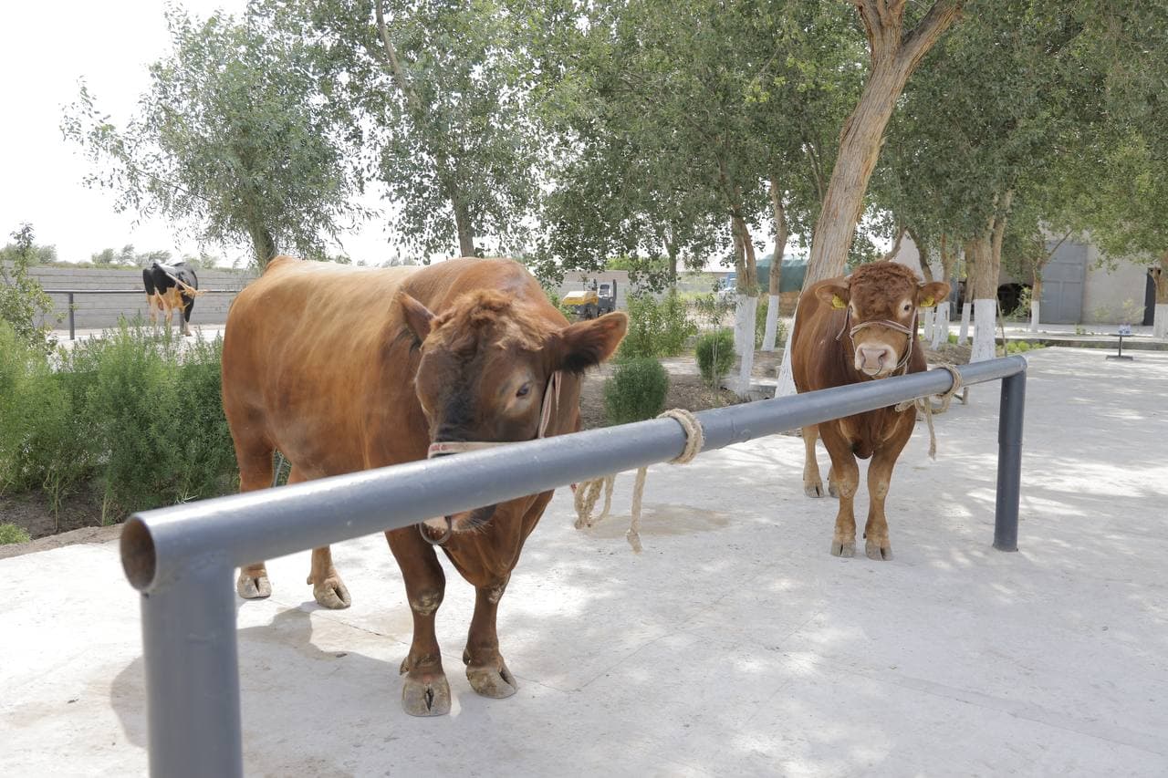 Новый этап в селекции племенного крупного рогатого скота в Каракалпакстане