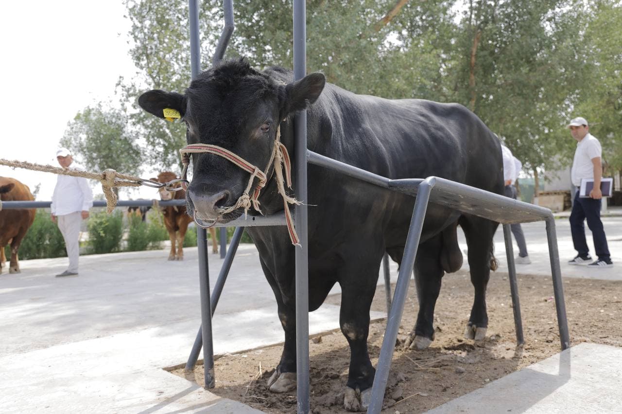Новый этап в селекции племенного крупного рогатого скота в Каракалпакстане