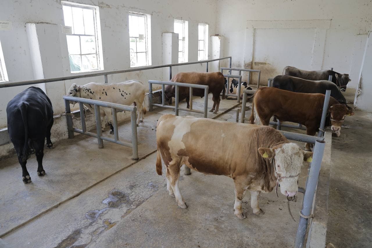 Новый этап в селекции племенного крупного рогатого скота в Каракалпакстане