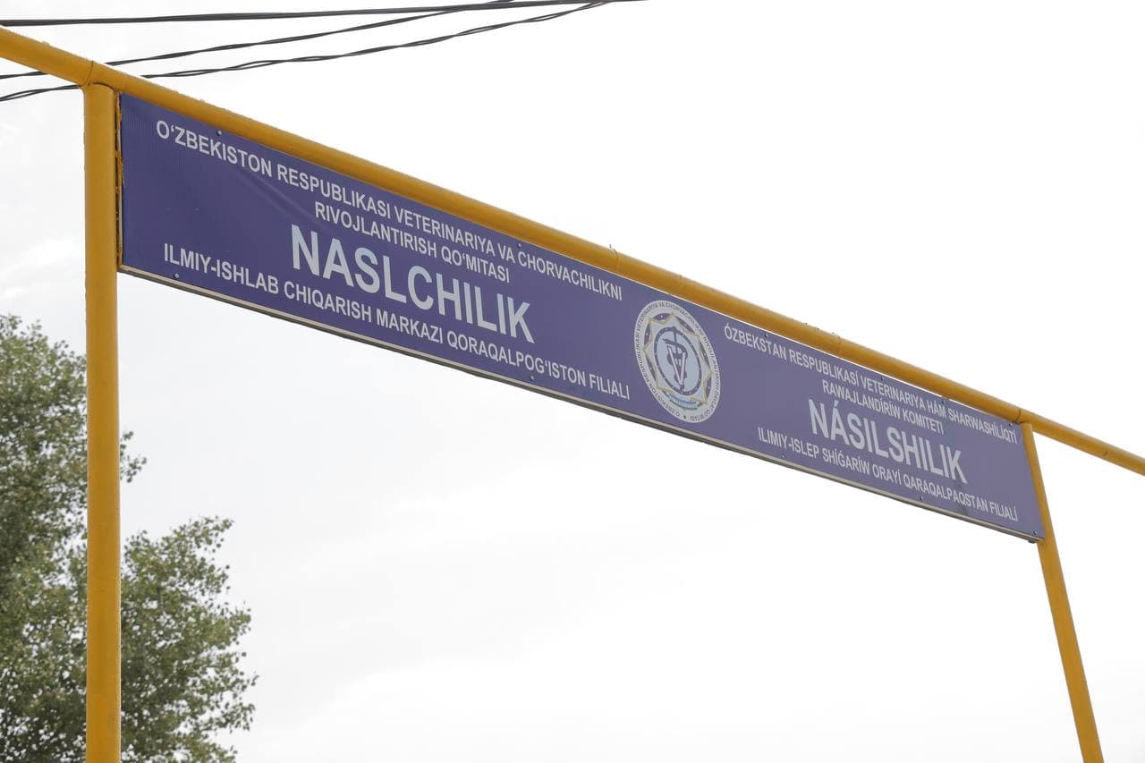 Новый этап в селекции племенного крупного рогатого скота в Каракалпакстане