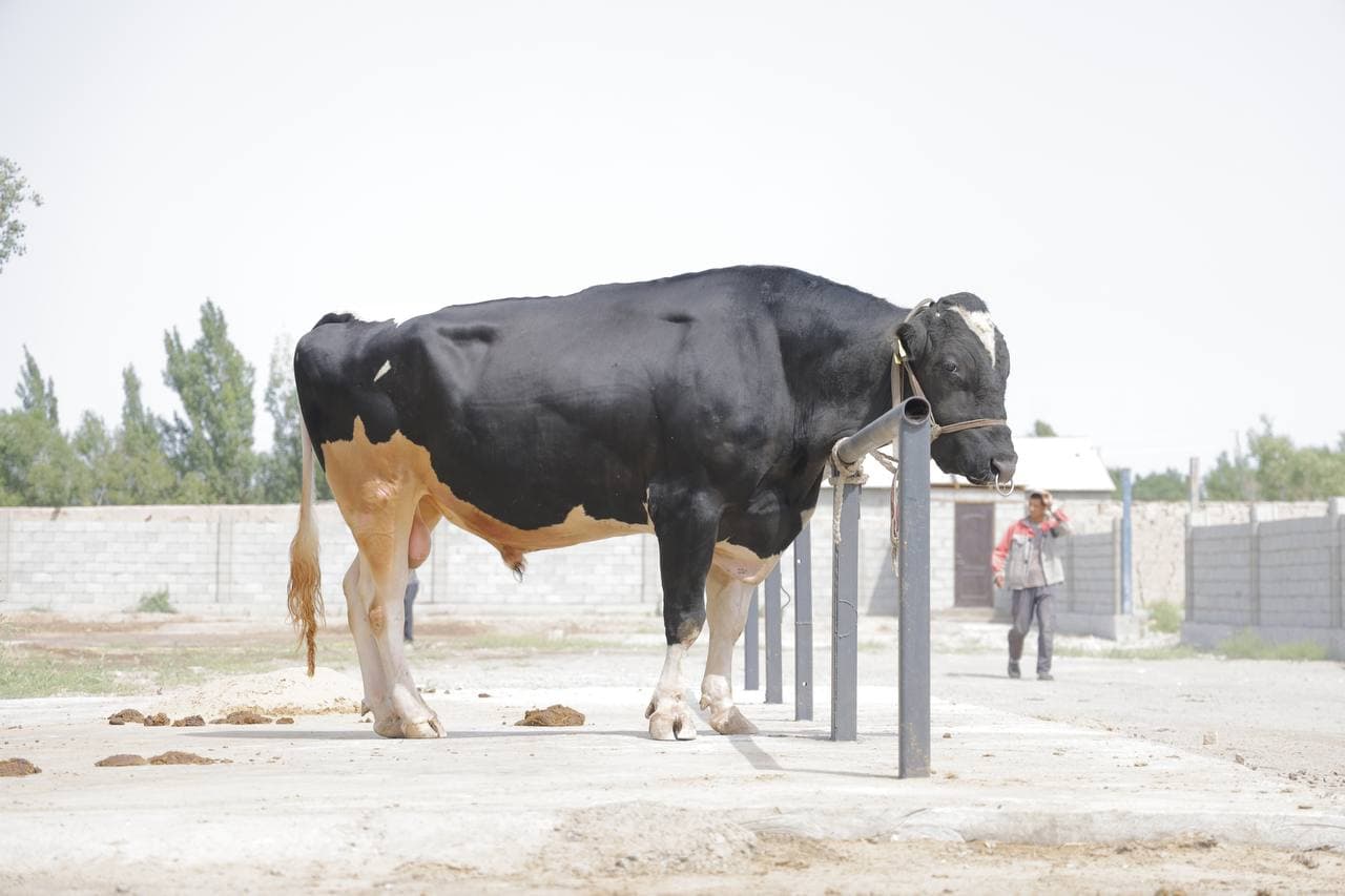 Новый этап в селекции племенного крупного рогатого скота в Каракалпакстане