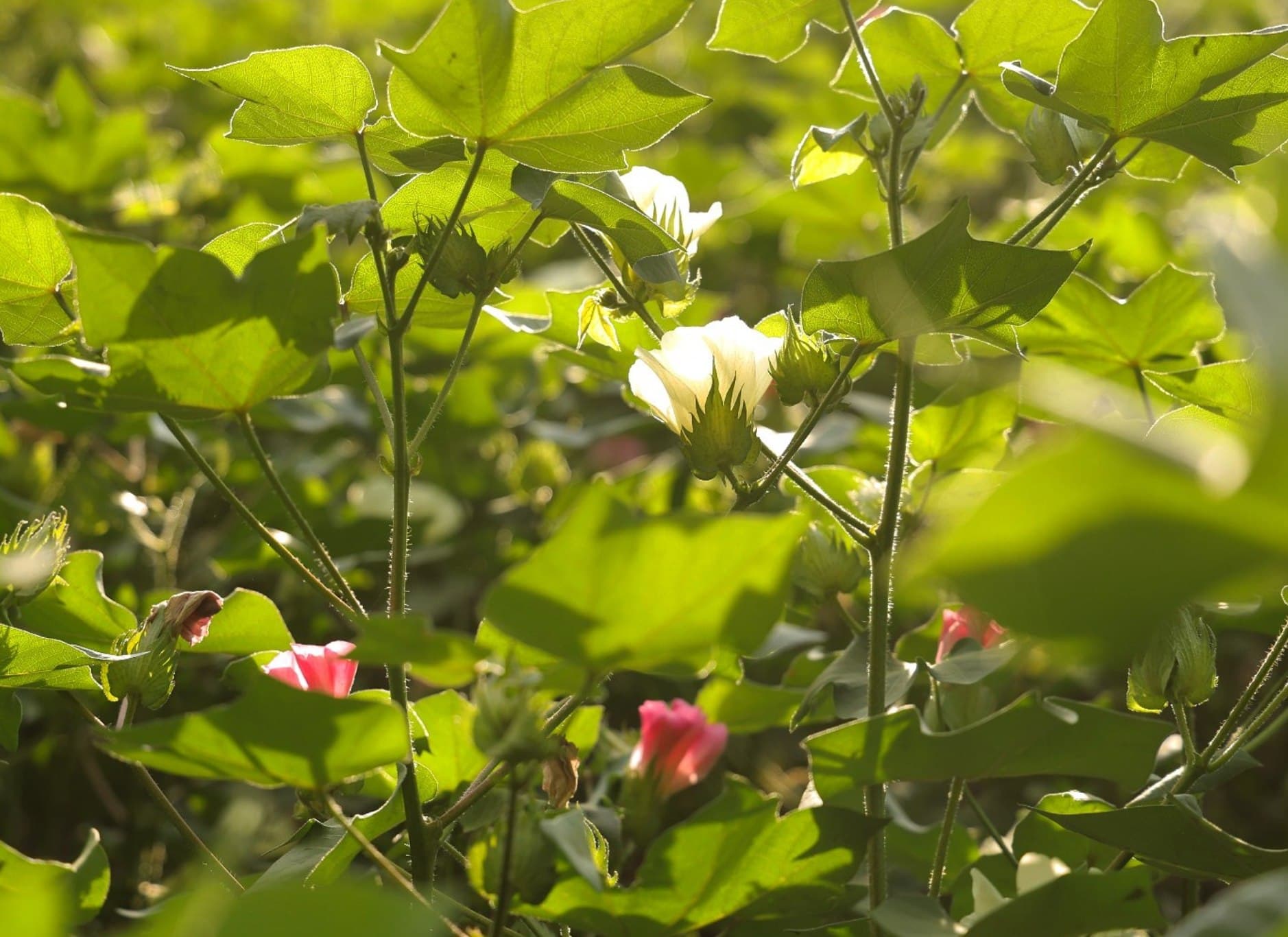 Результат на поле будет только при правильном внедрении агротехнологий