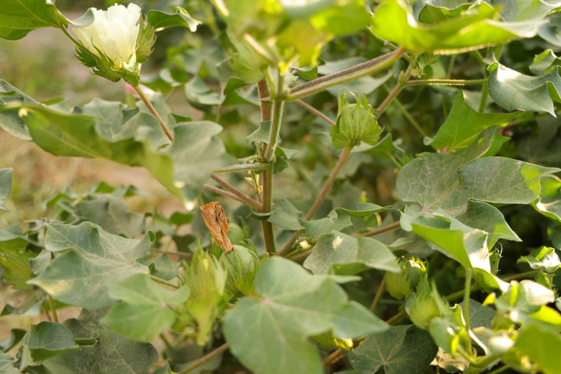 Результат на поле будет только при правильном внедрении агротехнологий