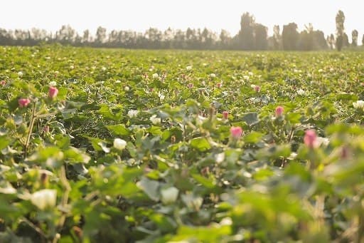 Результат на поле будет только при правильном внедрении агротехнологий