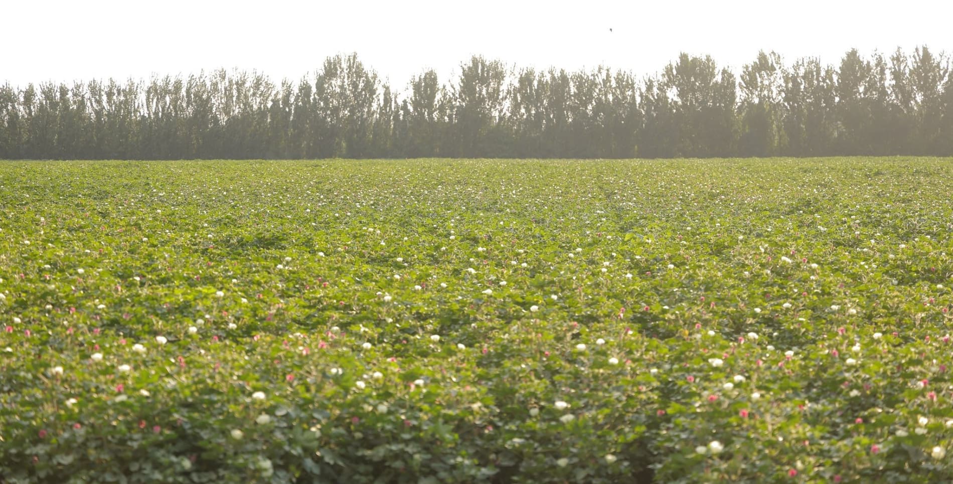 Результат на поле будет только при правильном внедрении агротехнологий