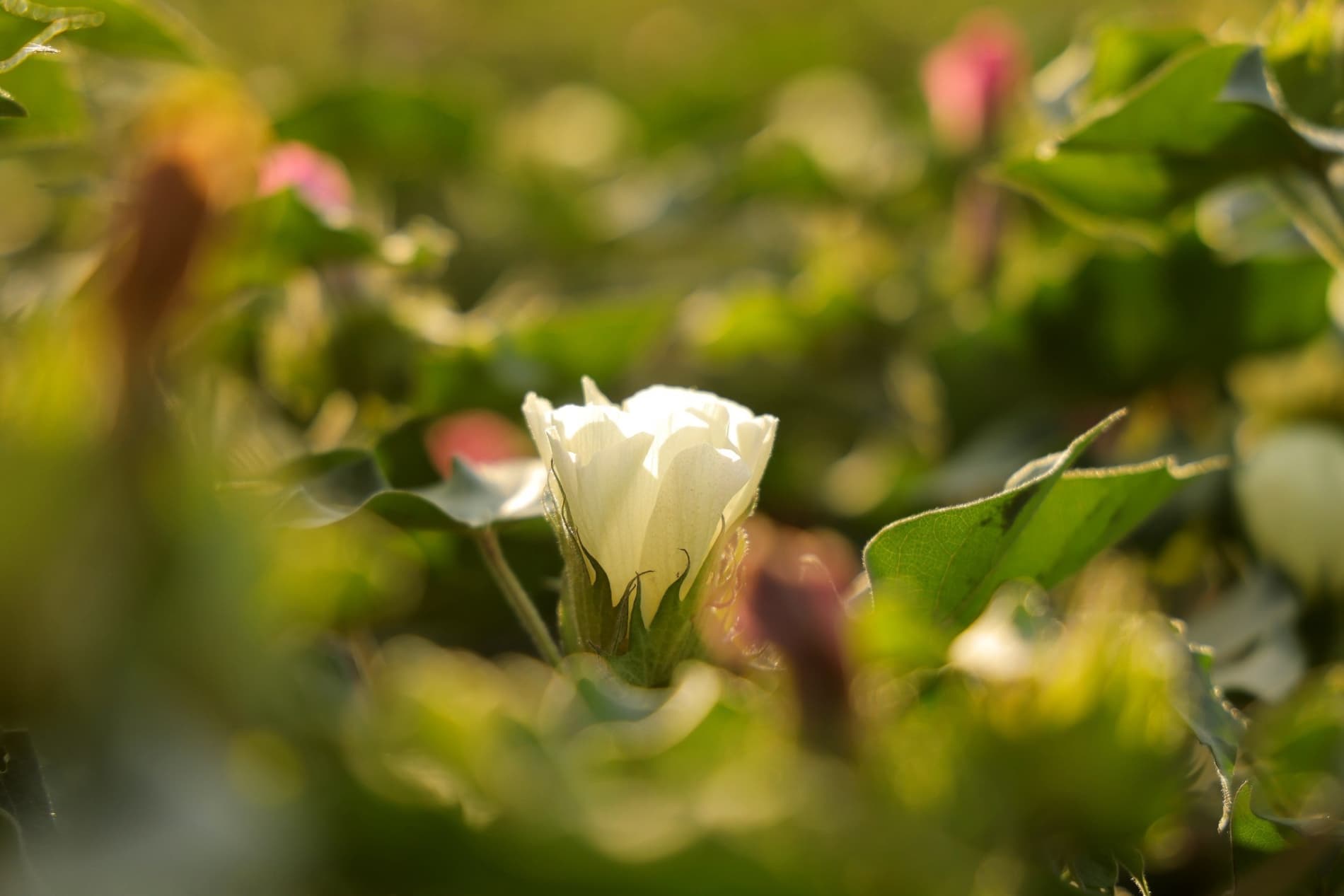 Результат на поле будет только при правильном внедрении агротехнологий