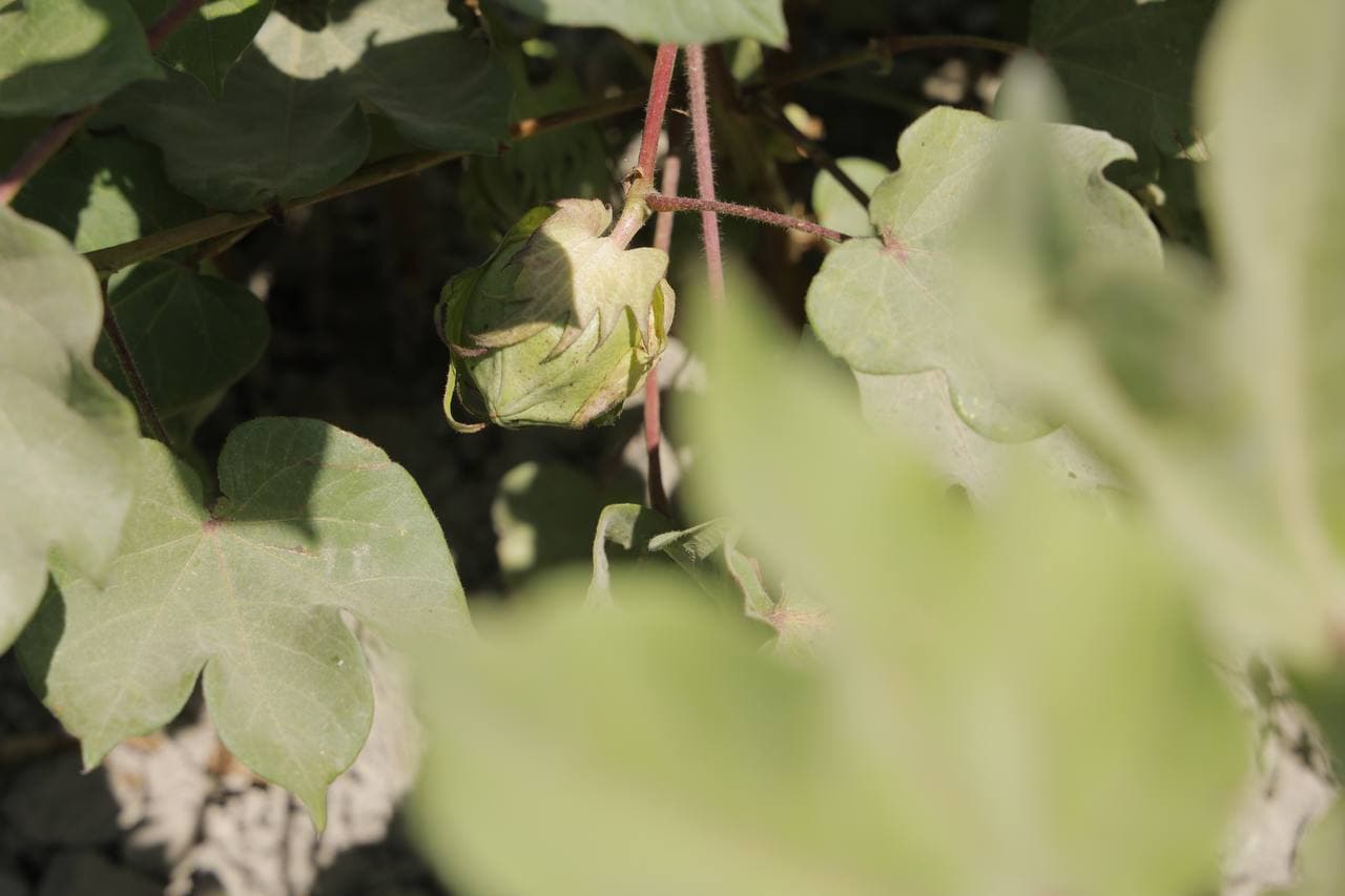 В регионах внедряются передовые технологии выращивания хлопка