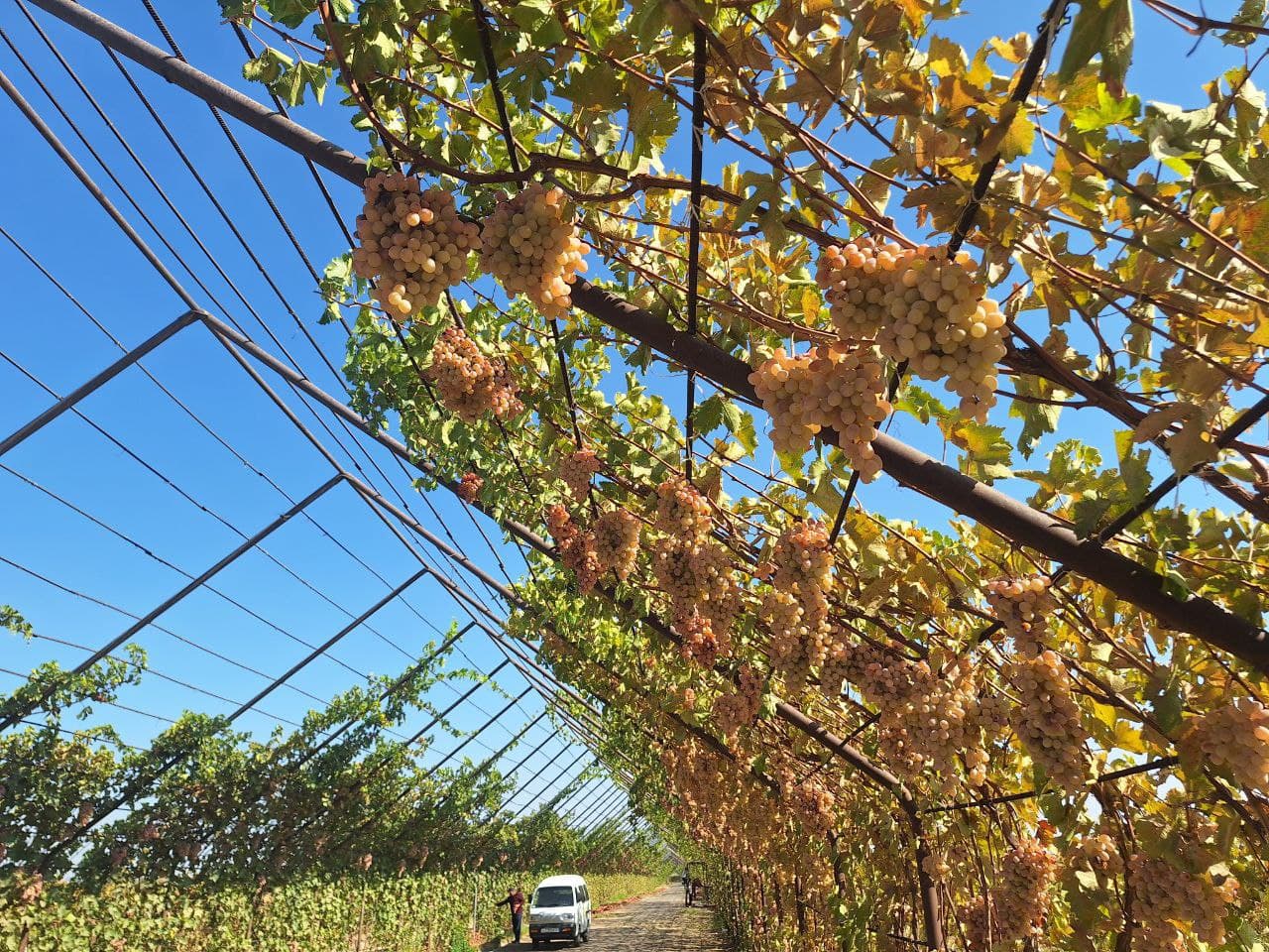 Урожай винограда - плод труда, благословения и изобилия