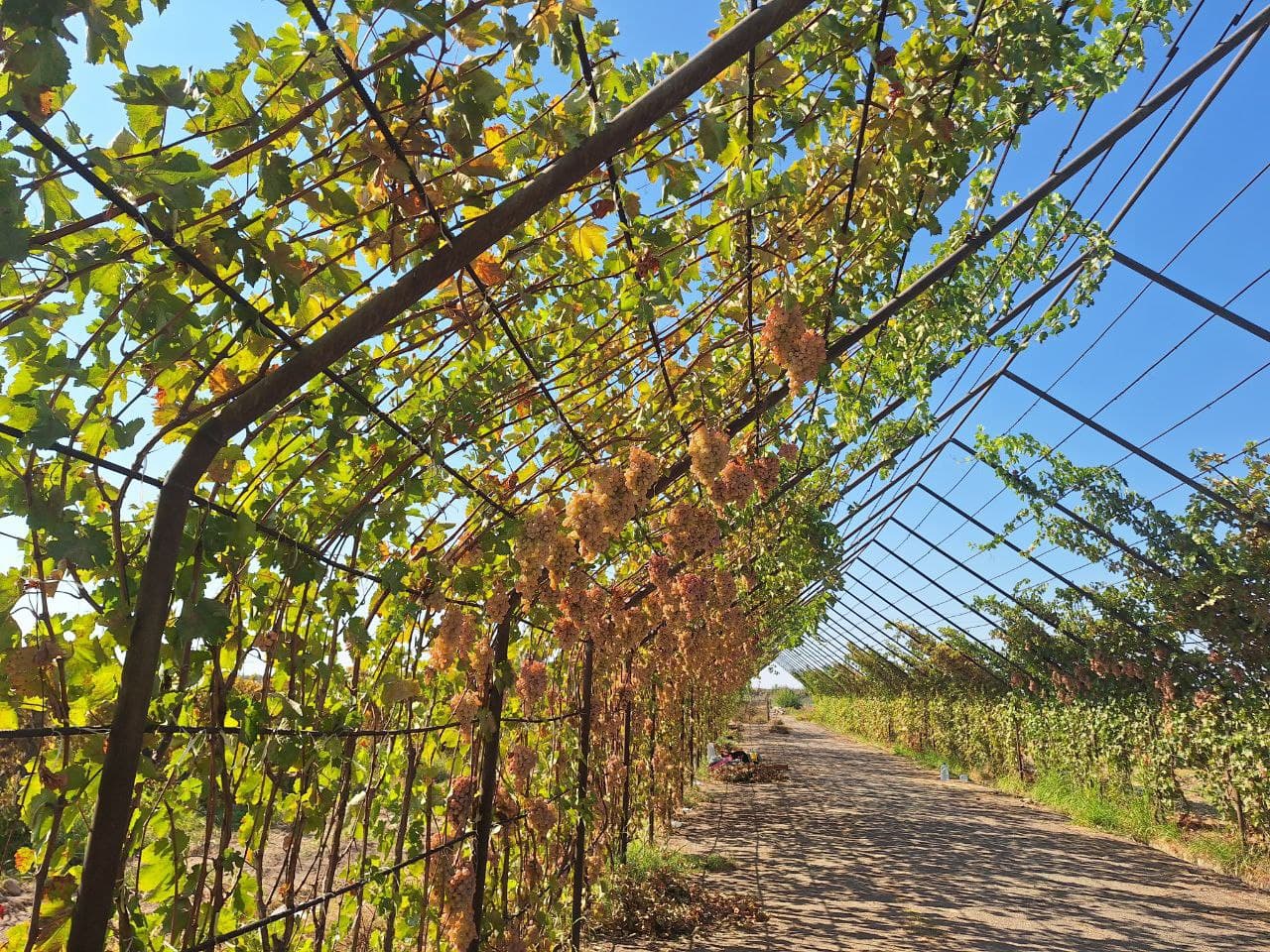 Урожай винограда - плод труда, благословения и изобилия