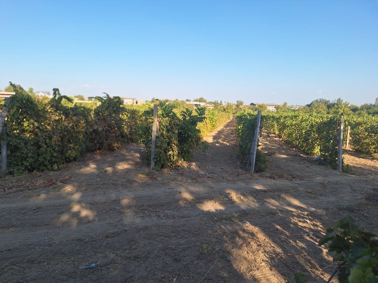 Урожай винограда - плод труда, благословения и изобилия