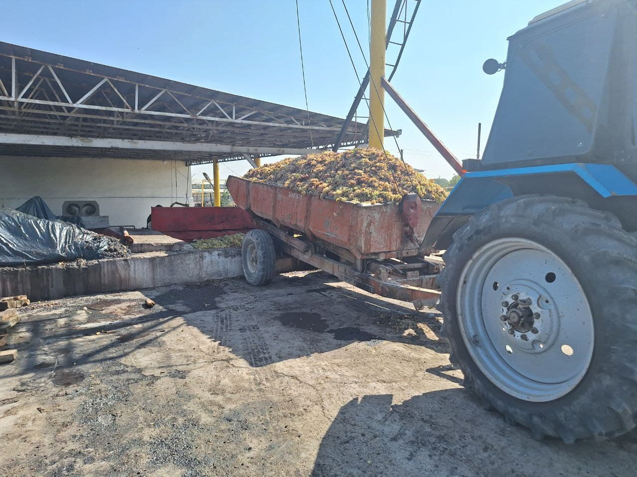 Урожай винограда - плод труда, благословения и изобилия