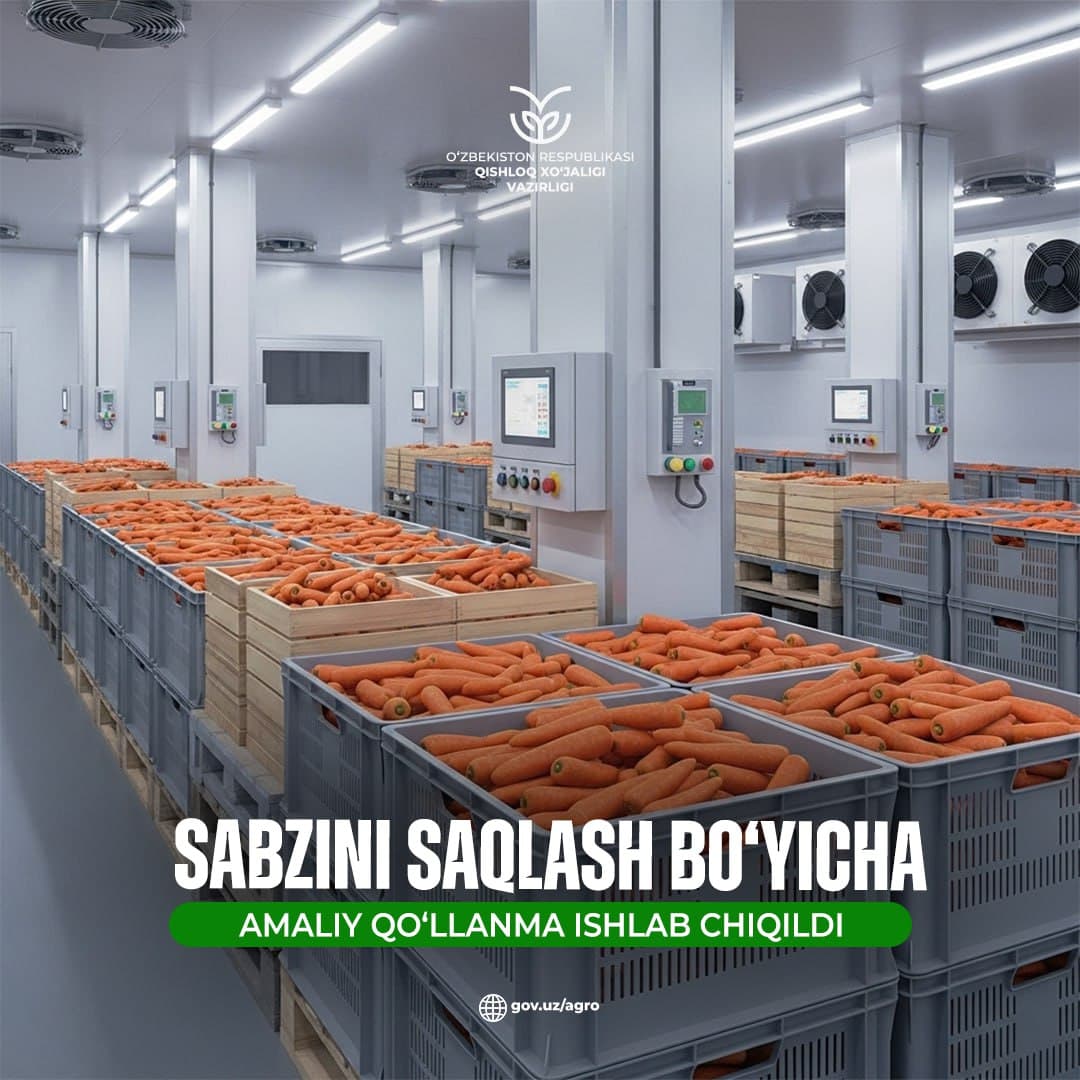 Sabzini sovutgichli omborda saqlashga tayyorlash hamda saqlash