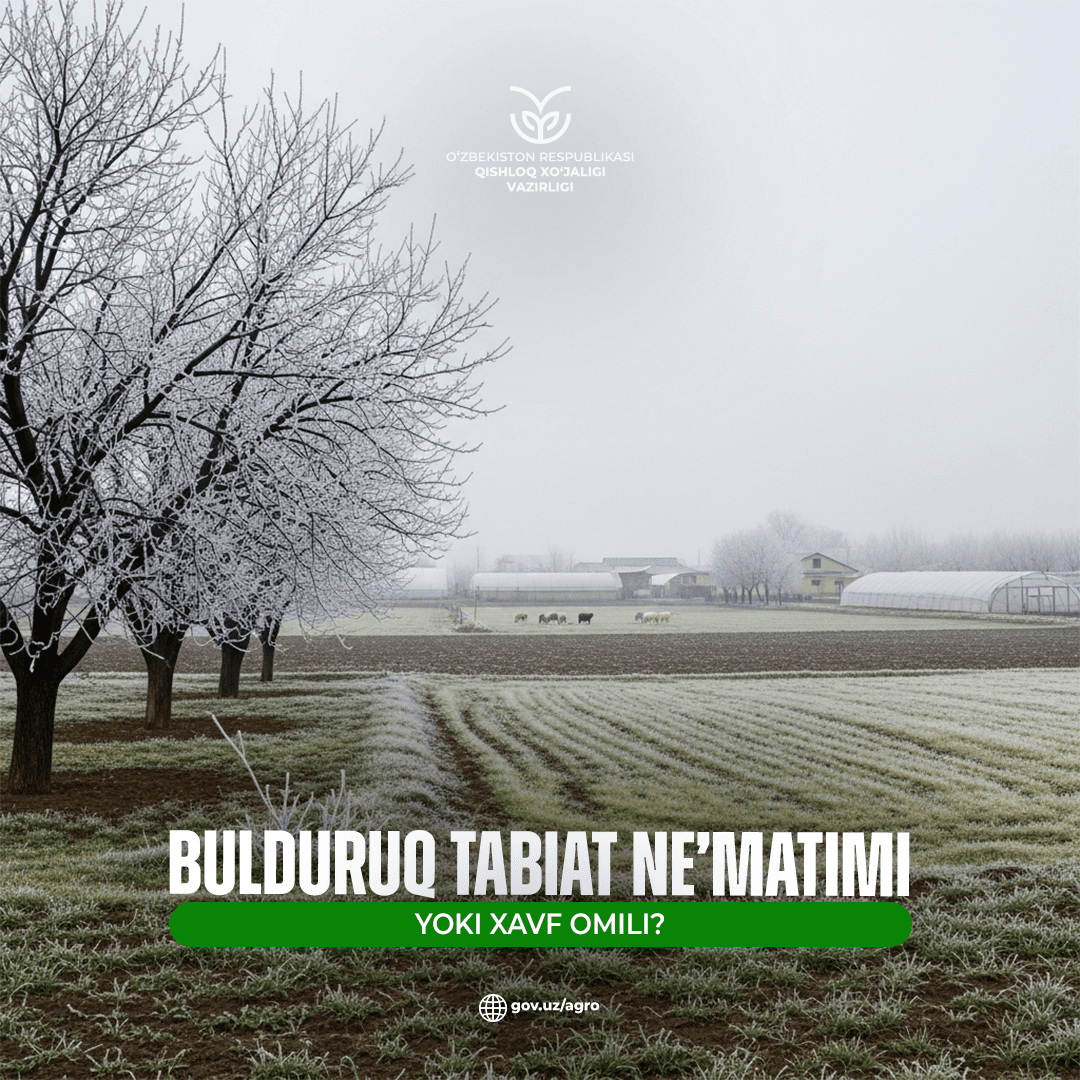 Bulduruq — tabiat ne’matimi yoki xavf omili?