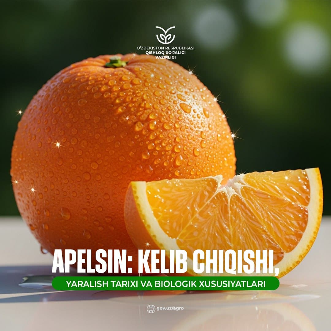 Apelsin: kelib chiqishi, yaralish tarixi va biologik xususiyatlari